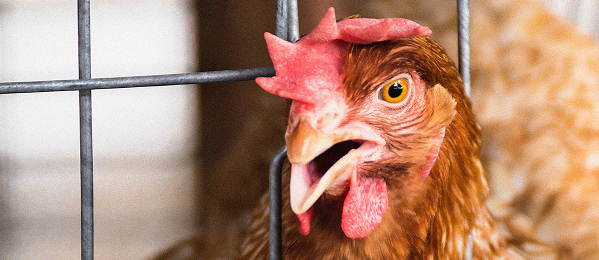 Gallinas hacinadas